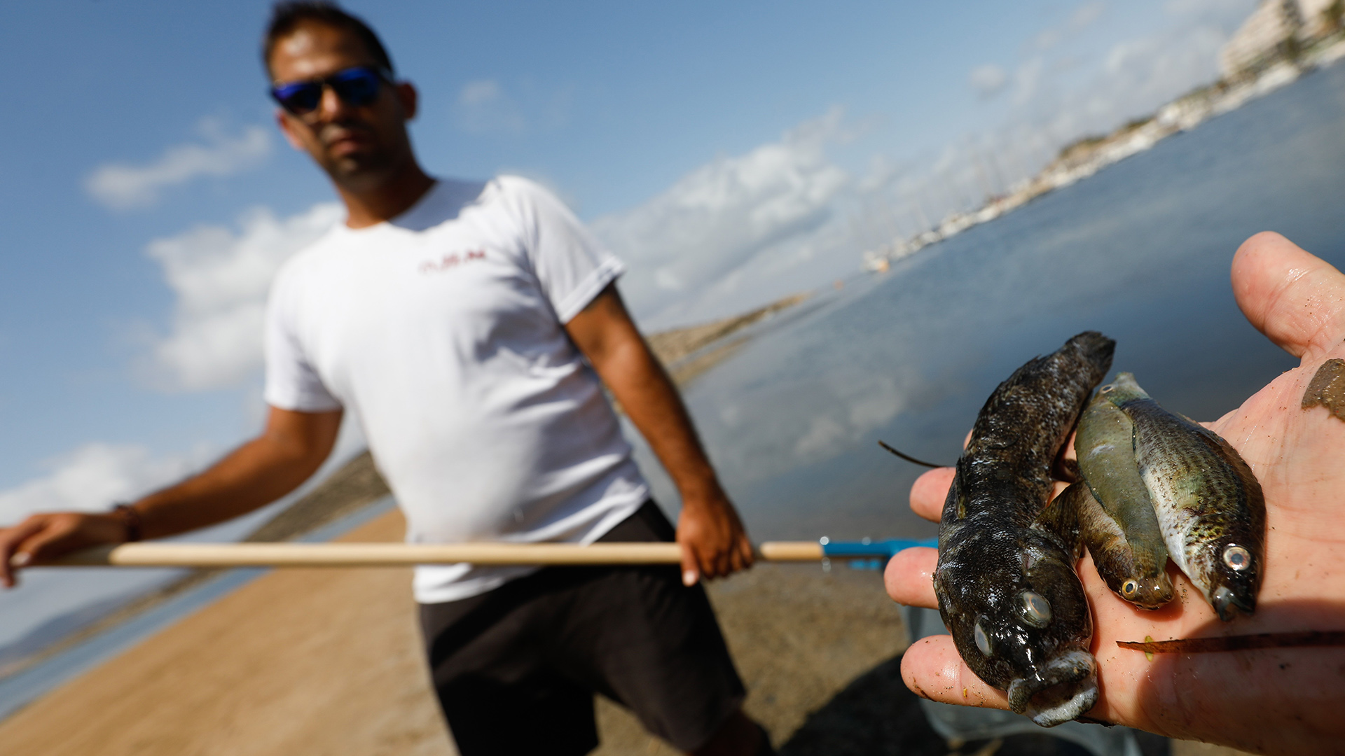 Eine Person zeigt mehrere Exemplare von toten Fischen, Mar Menor/Spanien. | dpa