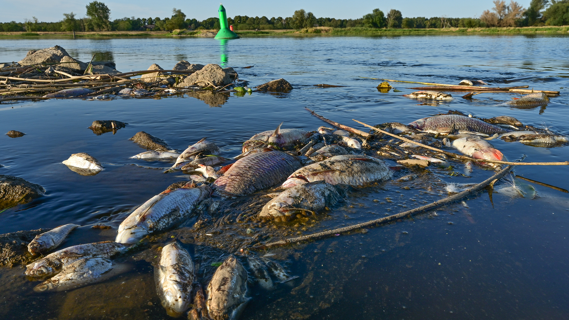 Unzählige tote Fische treiben im flachen Wasser des deutsch-polnischen Grenzflusses Oder.