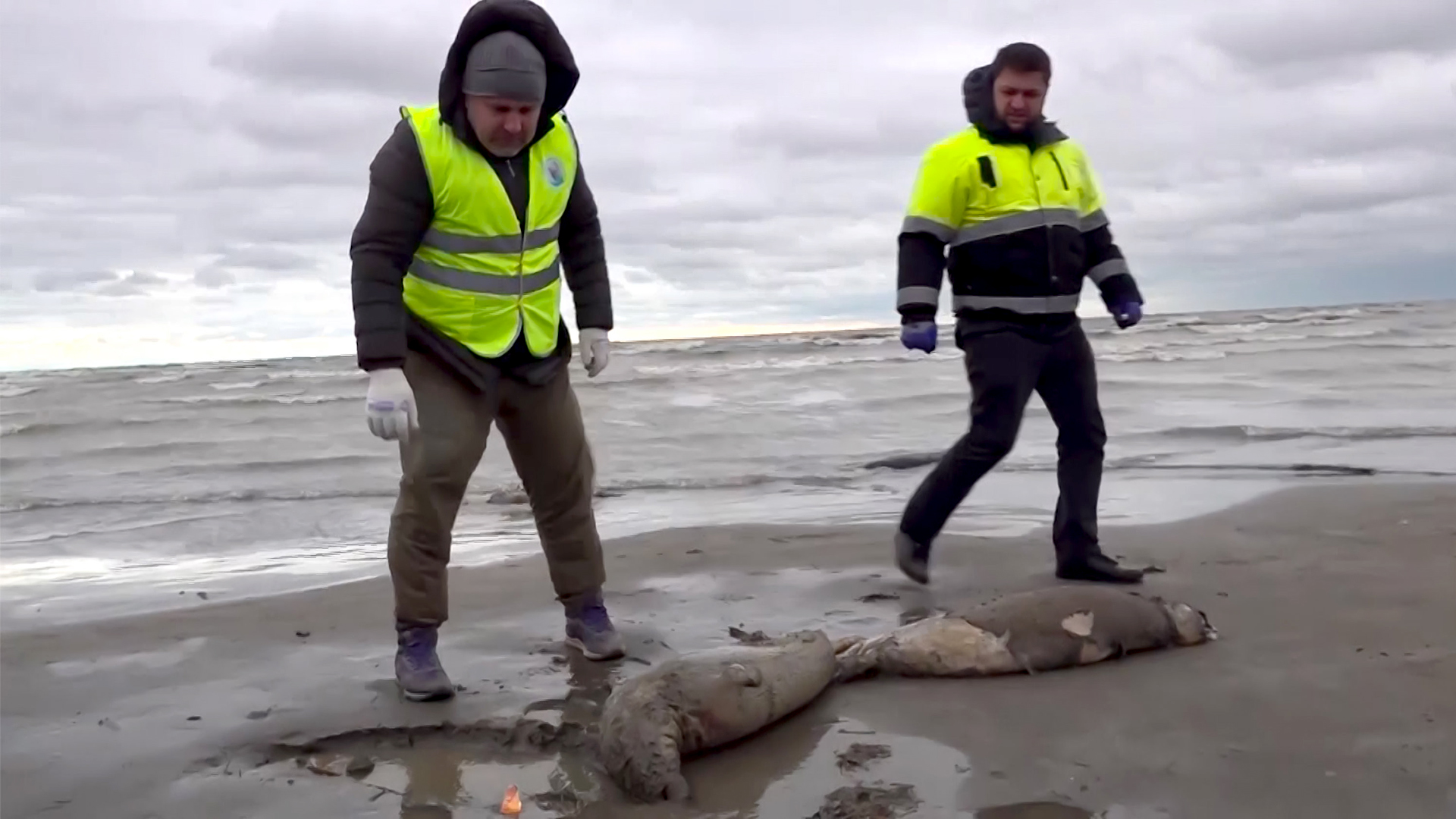 2500 Robben am Kaspischen Meer verendet