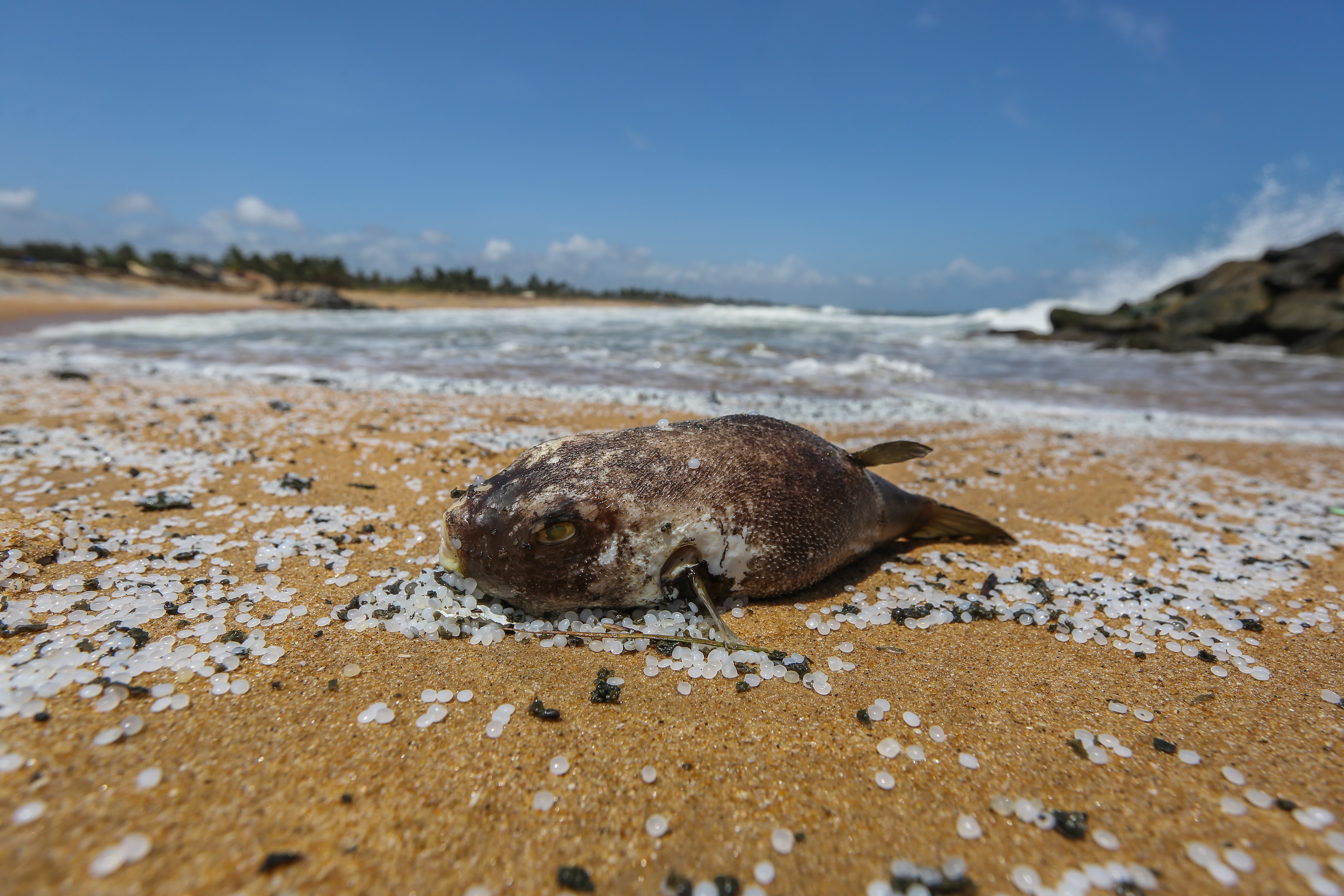 Ein toter aufgeblähter Fisch liegt angeschwemmt inmitten von Granulat aus Plastikrohstoffen Strand von Negombo. | EPA