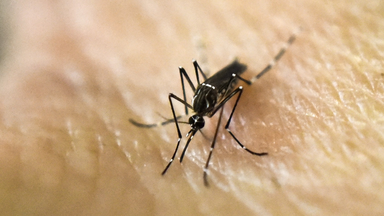Die Mücke Aedes Aegypti | AFP