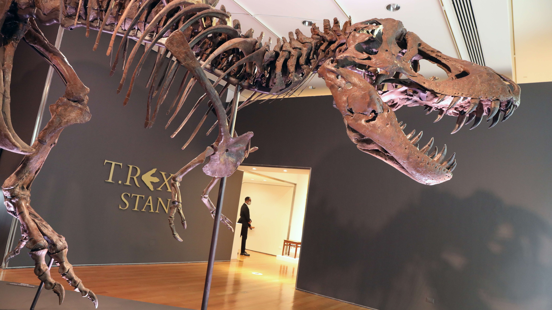 Das Skelett eines Tyrannosaurus Rex steht in einem Ausstellungsraum des Auktionhauses Christie's in New York. | AFP