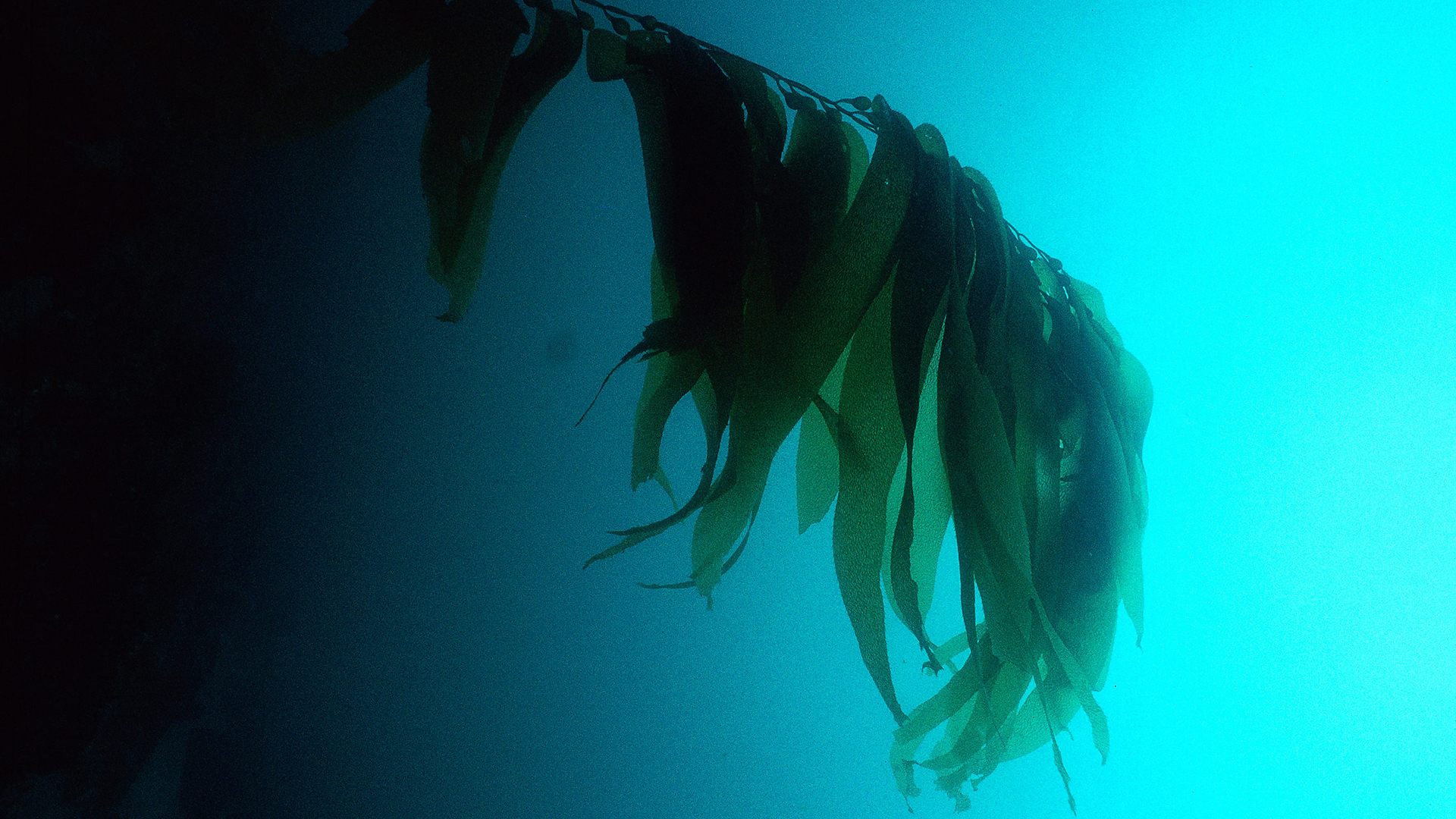 Die Unterwasseraufnahme zeigt eine Braunalge. | picture-alliance / OKAPIA KG, Ge