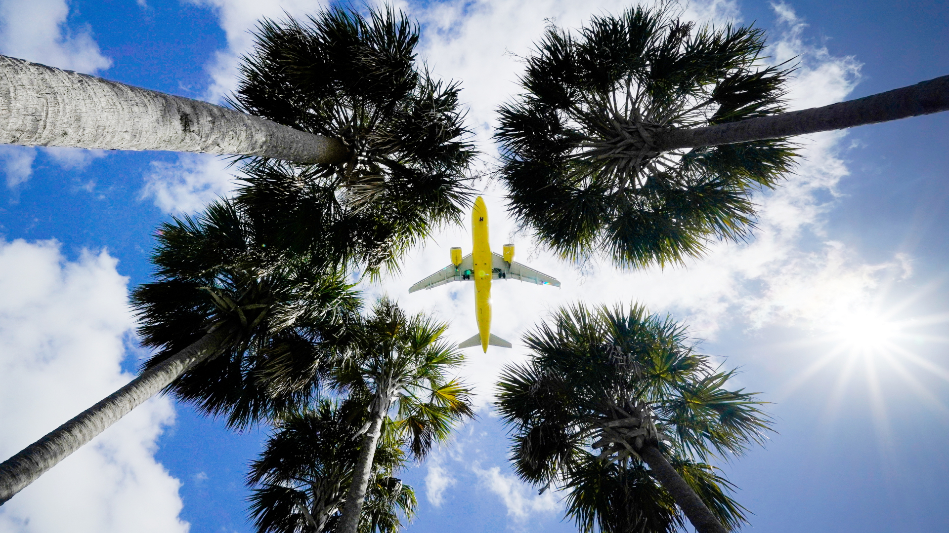 Ein Passagierflugzeug landet am Flughafen Tampa im US-Bundesstaat Florida und ist dabei vom Boden aus über den Wipfeln von Palmen zu sehen (Archivbild). | dpa