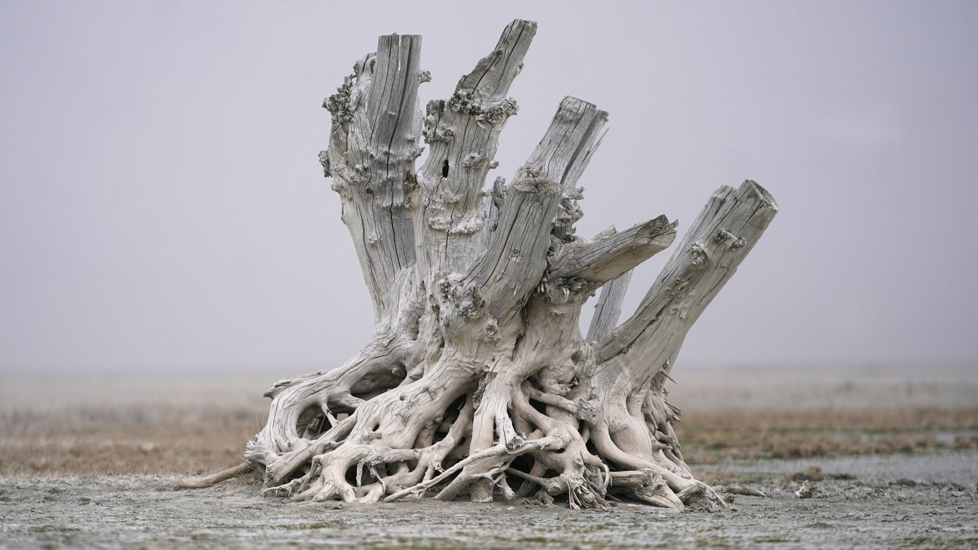 Ein weiß schimmernder Wurzelstumpf eines Baumes steht im Morast des zunehmend austrocknenden Great Salt Lake in Utah. | AP