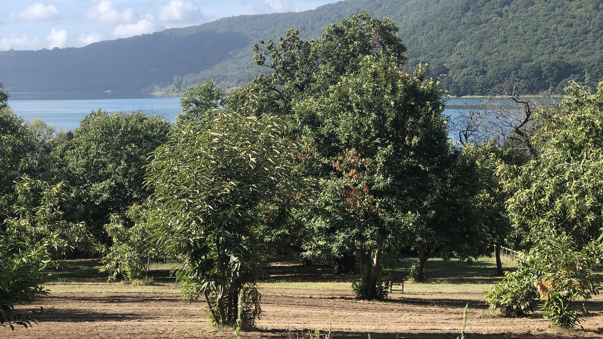 Haselnussbäume stehen vor einem See. | Anja Miller/ARD Rom