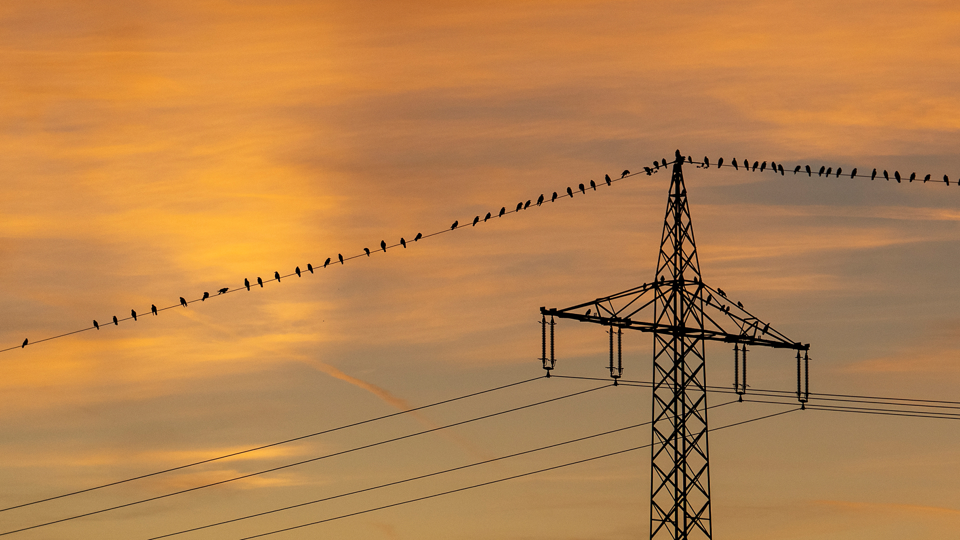 Vögel sitzen im Sonnenuntergang auf einer Stromleitung.  | picture alliance/dpa