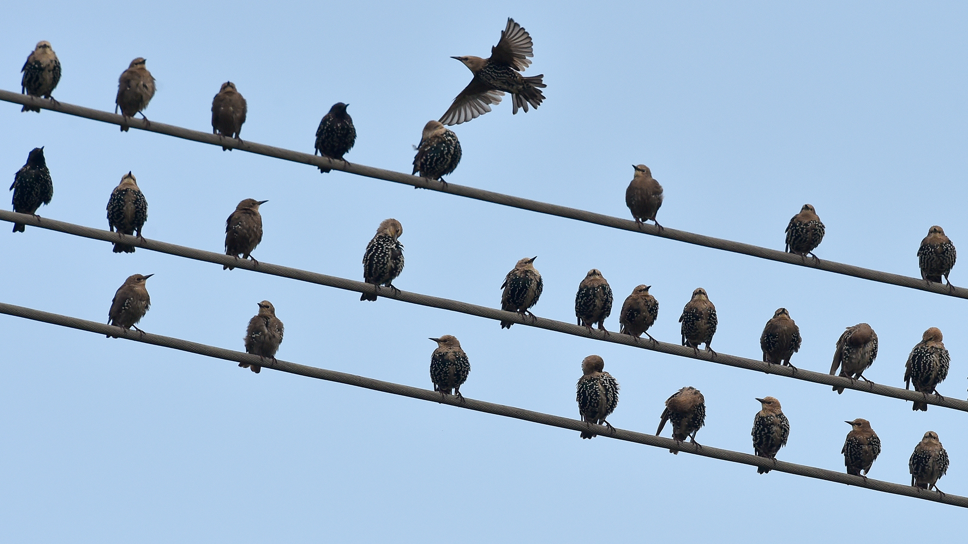 Vögel sitzen auf einer Stromleitung.  | picture alliance / dpa