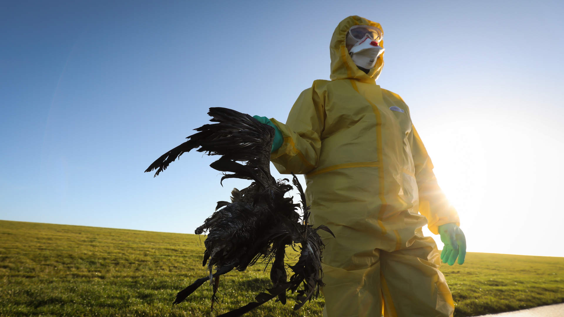 Ein Nationalparkranger beim Landesbetrieb für Küstenschutz trägt Schutzkleidung beim Sammeln von toten Vögel an der Küste zwischen Schlüttsiel und Dagebüll.  | dpa