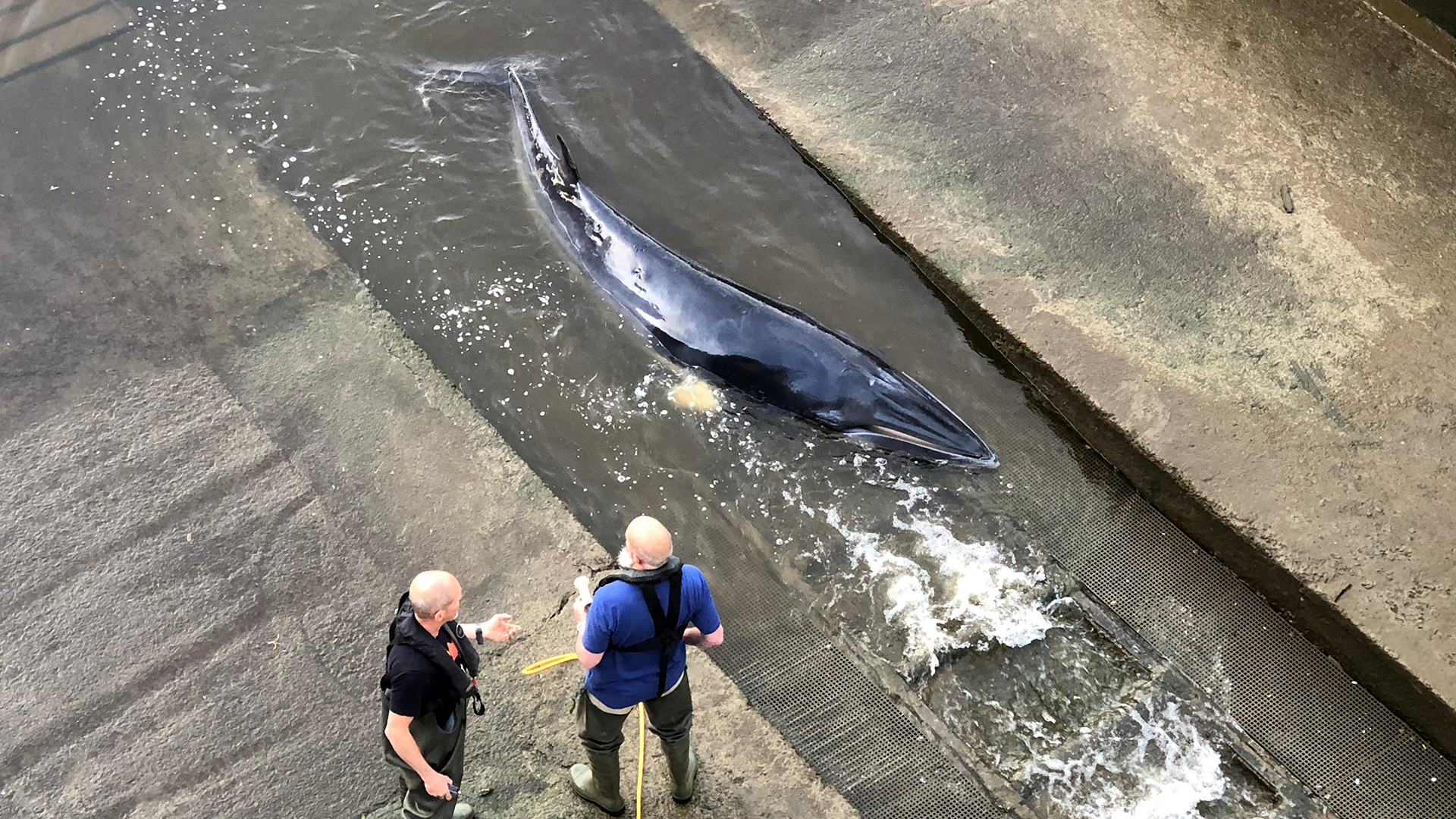 Zwei Männer versuchen einem Wal, der sich in der Themse verirrt hat, zu helfen.