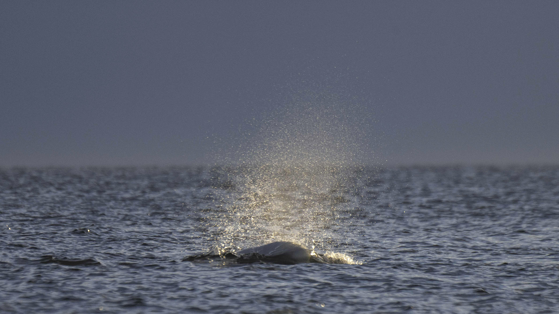 Ein Beluga-Wal schwimmt in der Hudson Bay vor Churchill im Norden Kanadas.