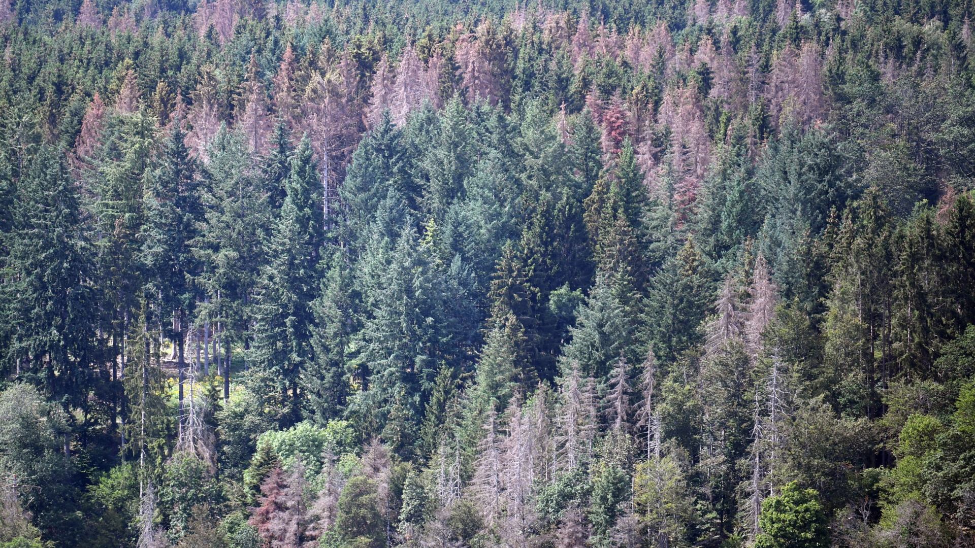 Tote Nadelbäume in einem Wald bei Waldshut-Tiengen, Baden-Württemberg | dpa