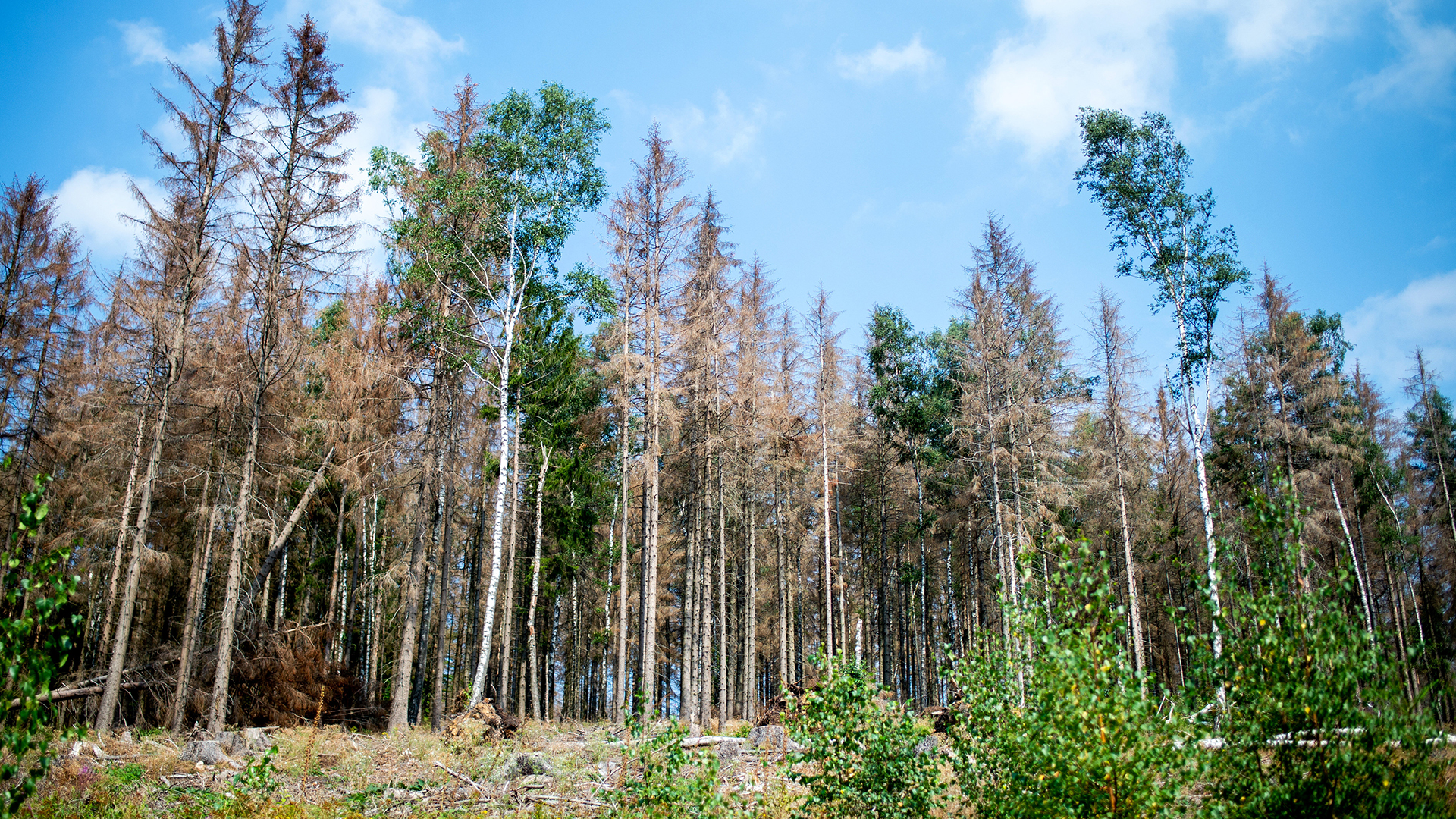 Vertrocknete Nadelbäume stehen in einem vom Borkenkäfern zerstörten Fichtenwald.
