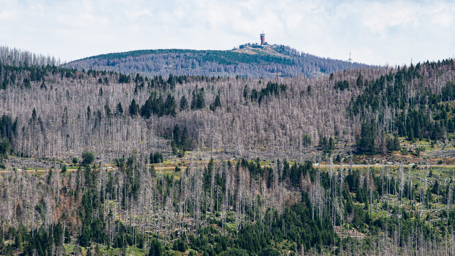 Niedersachsens höchster Berg, der Wurmberg bei Braunlage, ist mit dem Wurmberg-Turm hinter zahlreichen abgestorbenen Fichten zu sehen.  | dpa