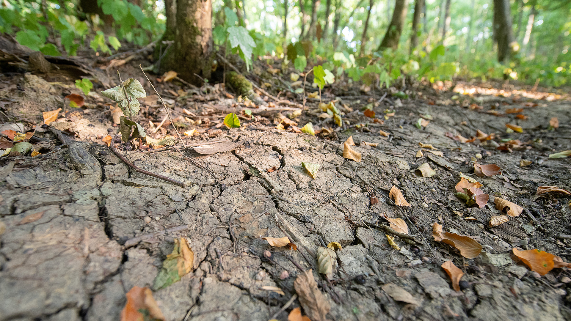 Vertrocknete Blätter liegen auf einem Waldboden, der von Rissen durchzogen ist. | dpa