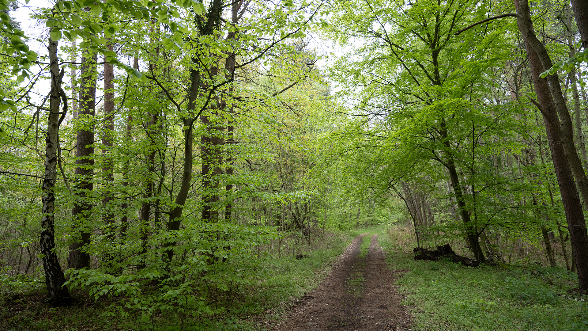 Blick auf einen Waldweg im Forst Prora auf der Insel Rügen.