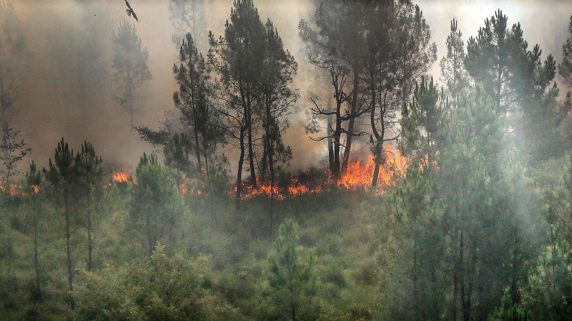 Der Wald brennt bei Landiras in Frankreich. | AFP