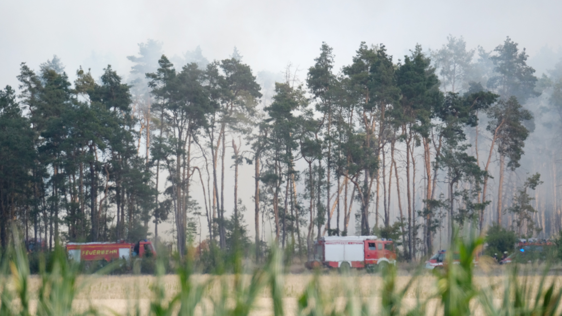 Qualm von Glutnestern und kleineren Feuern in einem Wald im Landkreis Elbe-Elster. | dpa