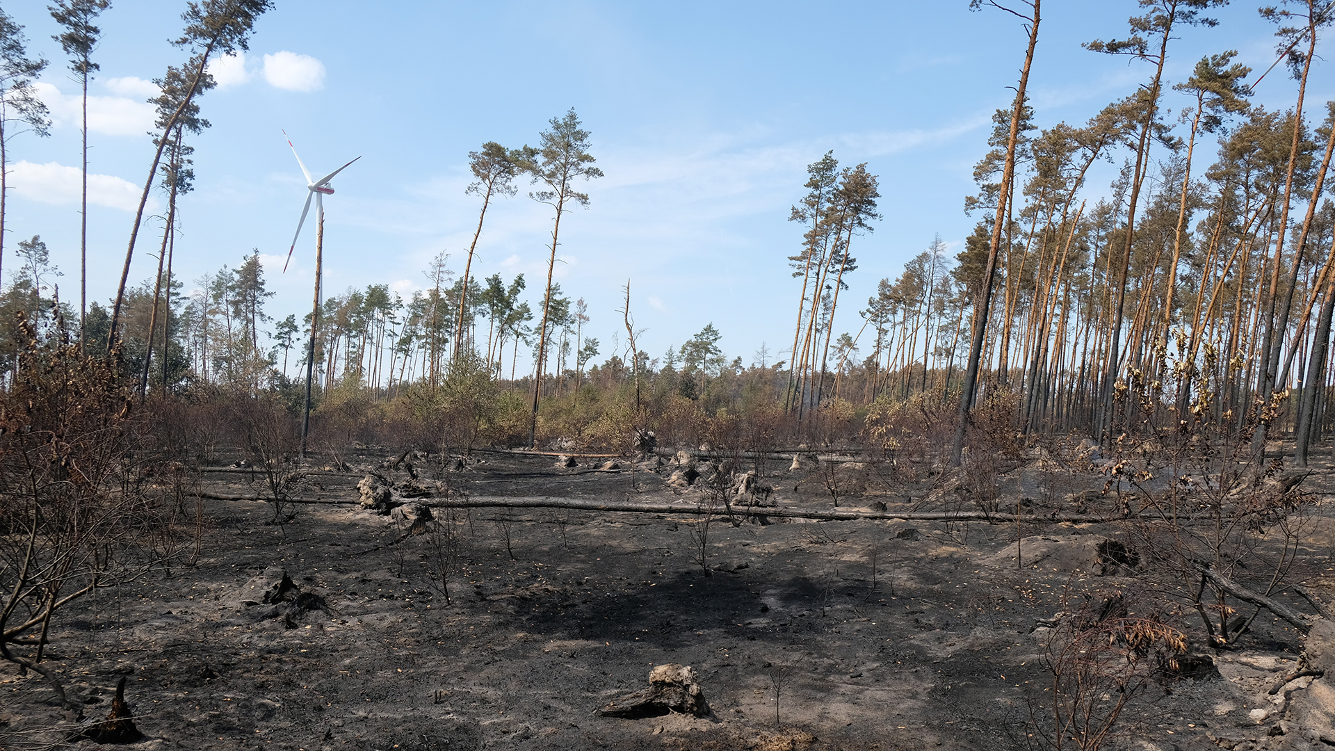 Auf einer von Trockenheit und Borkenkäfer gelichteten Waldfläche liegt nach einem Waldbrand im Landkreis Elbe-Elster Asche auf dem Boden. | dpa