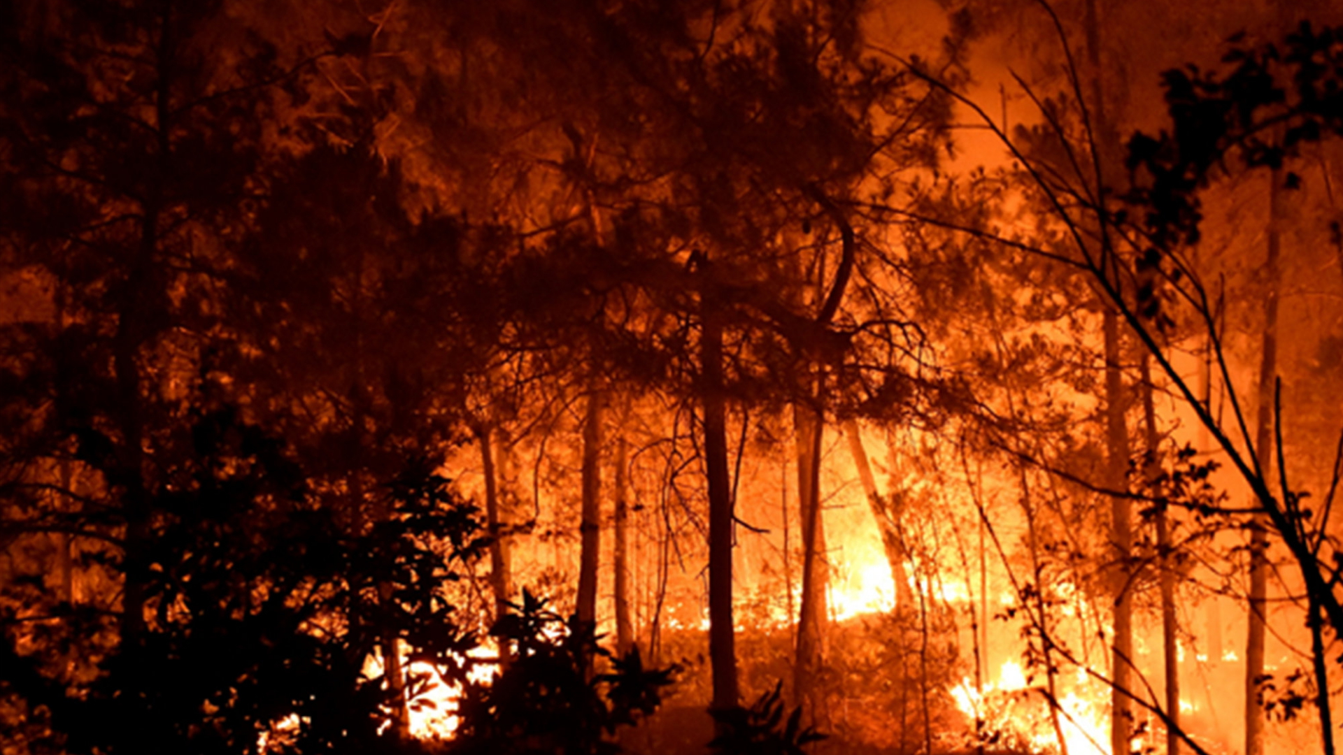 Bäume und Unterholz brennen nahe Bordezac in Südfrankreich. Das Bild wurde von der Feuerwehr zur Verfügung gestellt.  | AP