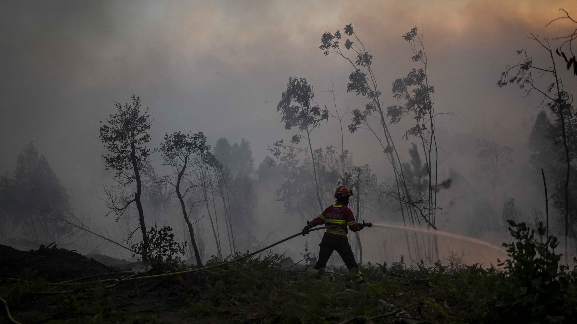 Hitzesommer: Waldbrände in Frankreich und Portugal