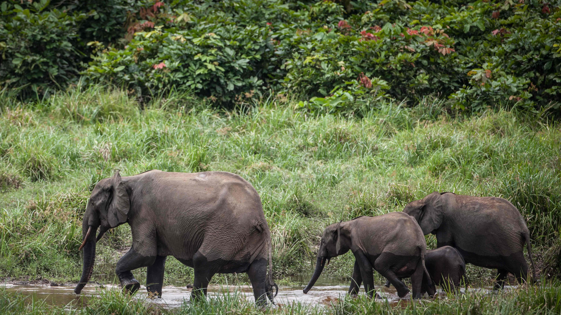 Waldelefanten laufen durch eine Wasserstelle im Ivindo National Park | AFP
