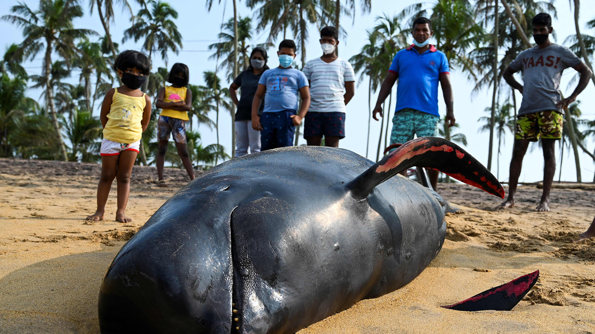 Menschen betrachten einen toten Wal am Strand von Panadura, Sri Lanka. | AFP