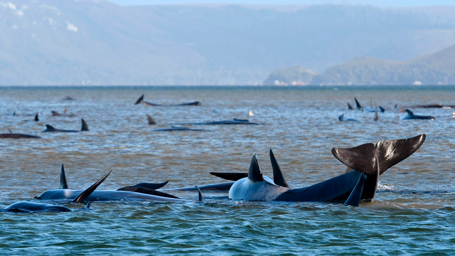 Gestrandete Wale vor der Küste von Strahan (Tasmanien) | AP