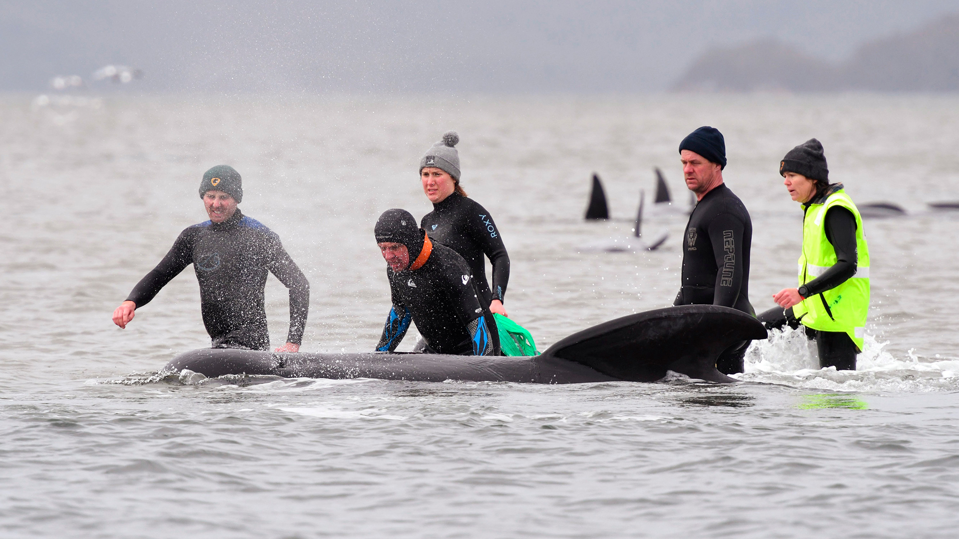 Helfer versuchen vor der Küste von Strahan (Tasmanien), einen gestrandeten Wal zurück ins Meer zu bringen. | AP