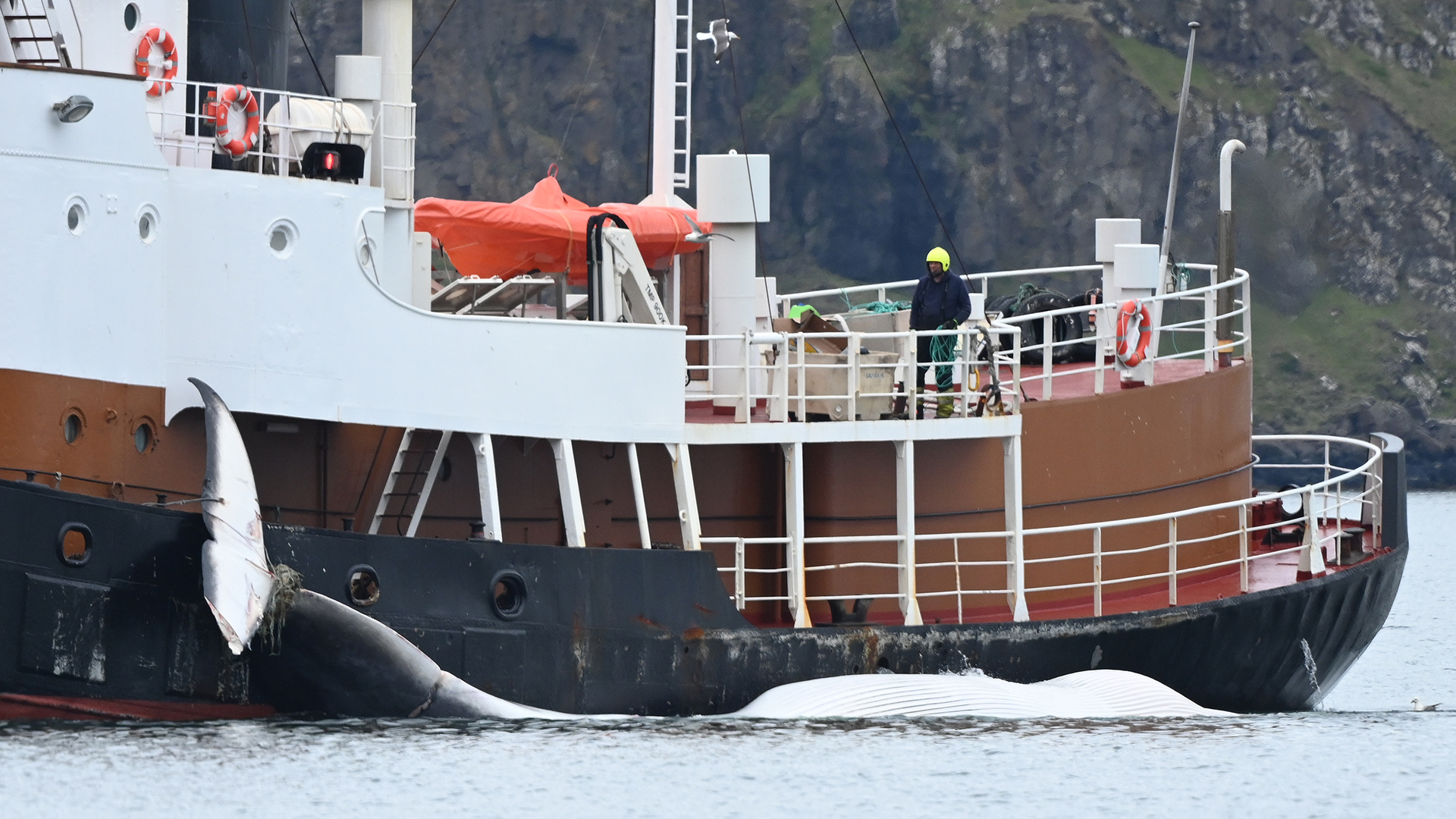 Ein Harpunenschiff transportiert einen Wal auf dem Hvalfjordur-Fjord in der Nähe des Dorfes Midsandur (Island). (Archivbild: 05. August 2022)