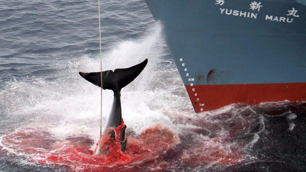 Ein harpunierter Wal wird im Atlantischen Ozean an Bord des japanischen Walfangschiffes "Yushin Maru" gezogen. | dpa