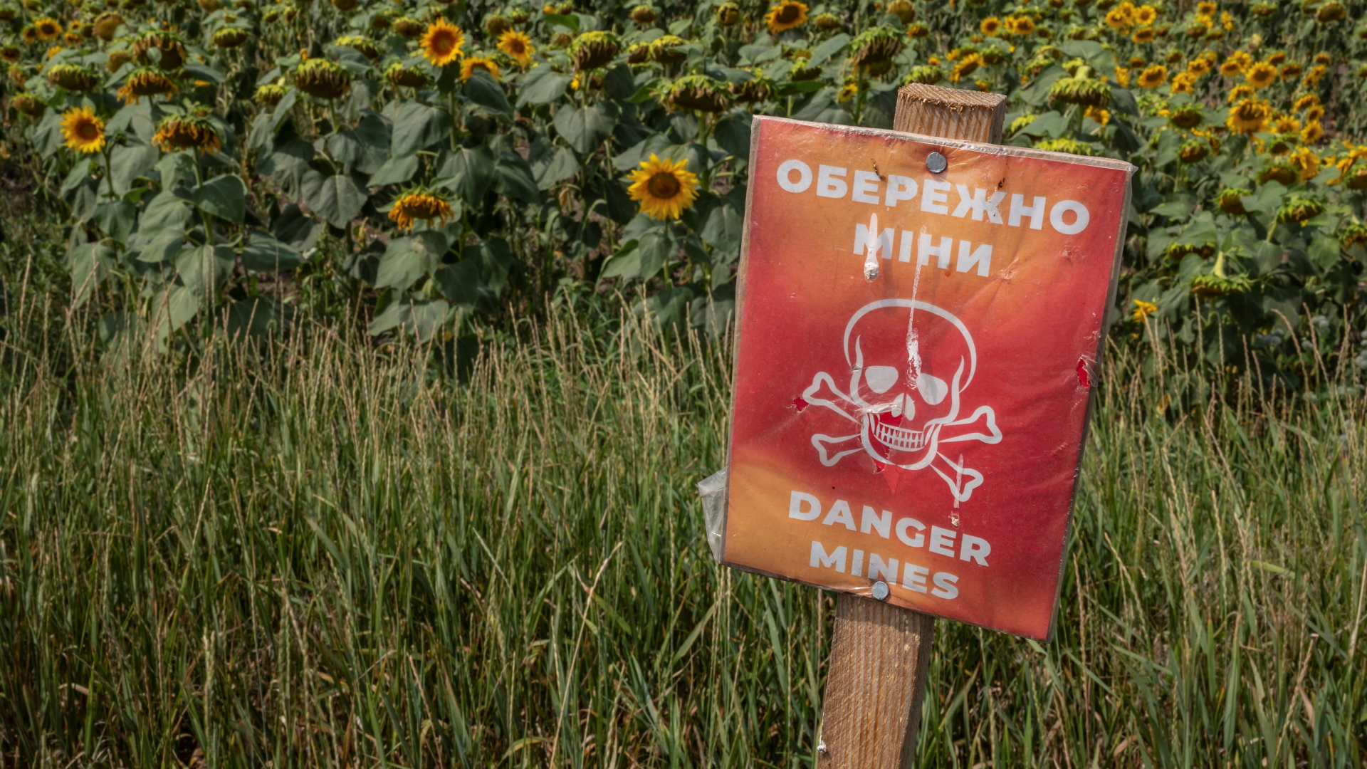 Ein Schild warnt vor Minen in einem Sonnenblumenfeld in der Nähe des Dorfs Tomylivka, südlich von Kiew.