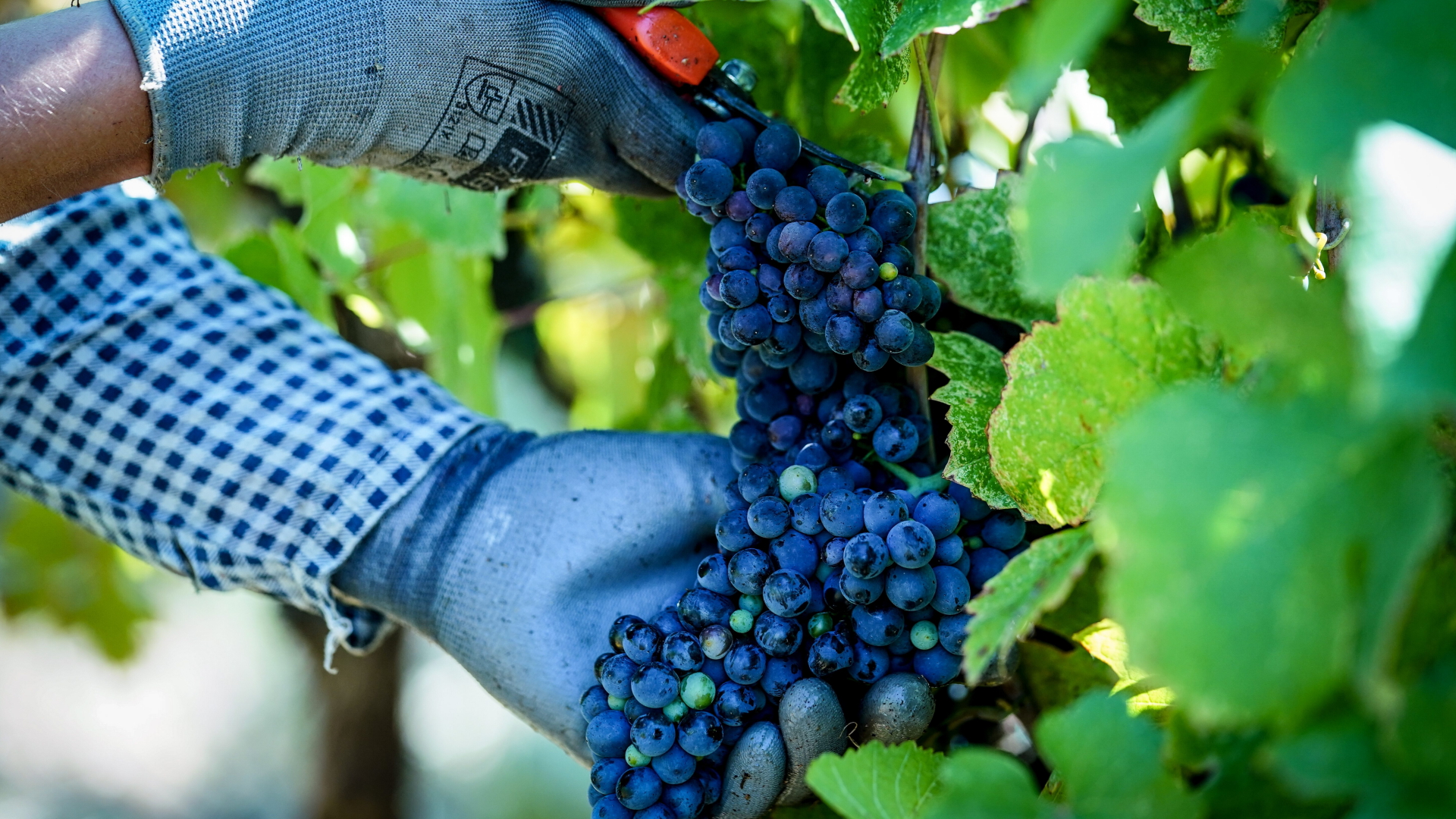 Ernte von Weintrauben in August in Italien  | dpa