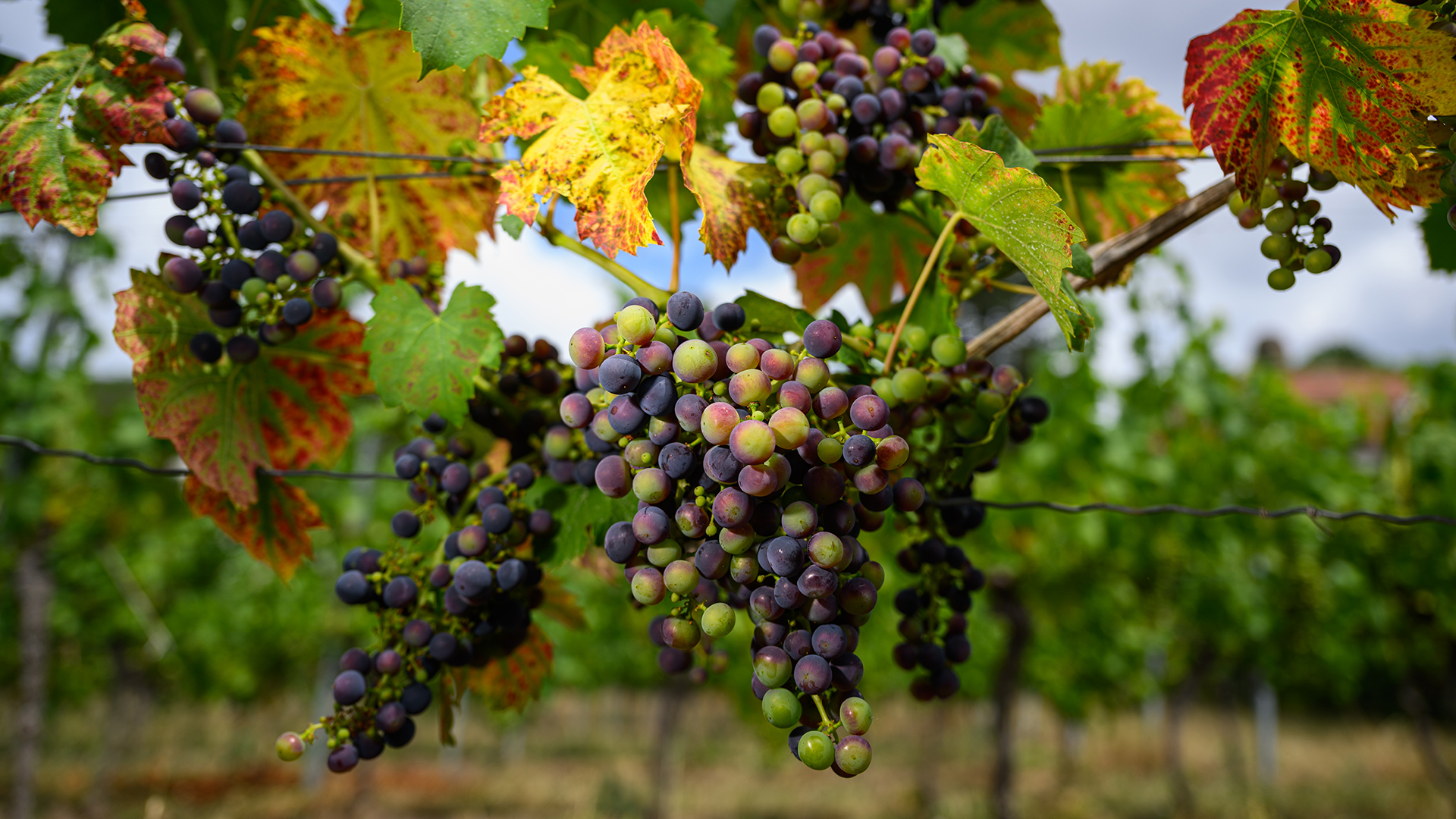 Weintrauben an einem Rebstock in einem Weinberg | dpa