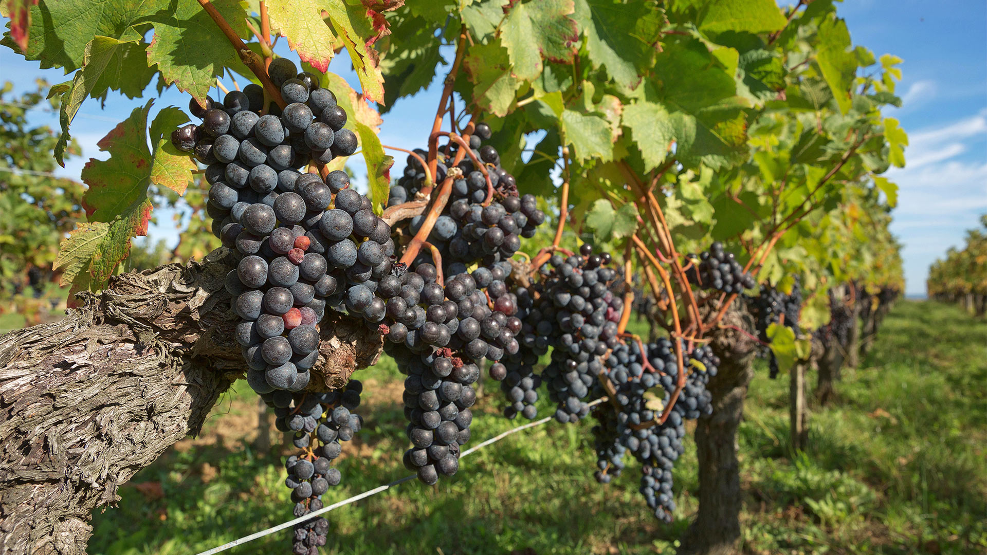 Weinreben in der Provence, Frankreich | picture alliance / Zoonar