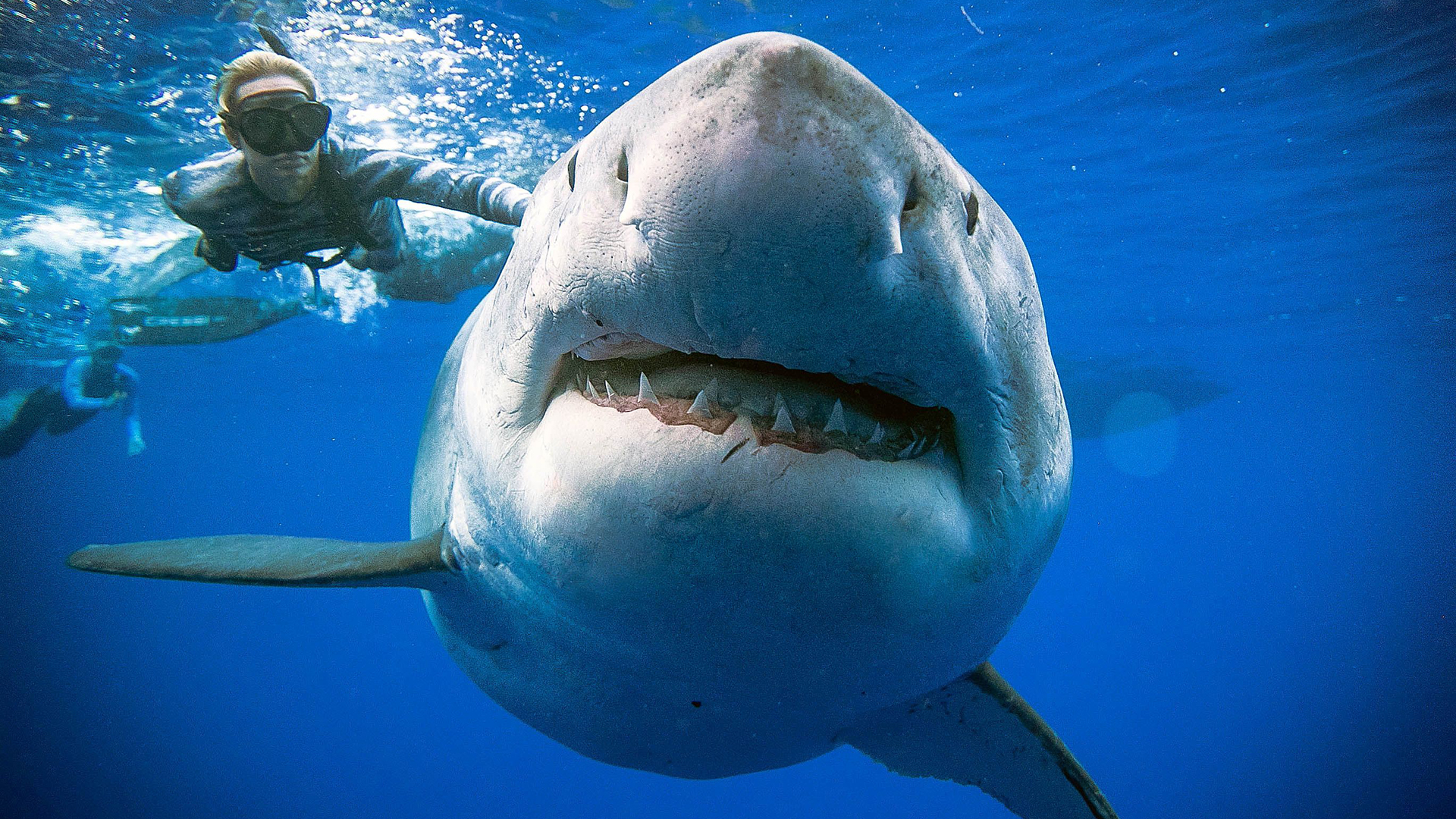 Weißer Hai mit einer Taucherin | AFP