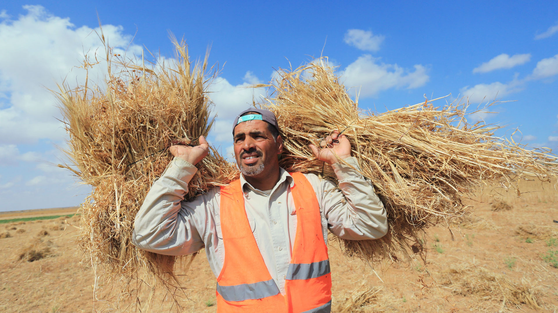 Palästinensische Bauern ernten Weizen auf einem Feld nahe der Grenze zu Israel.