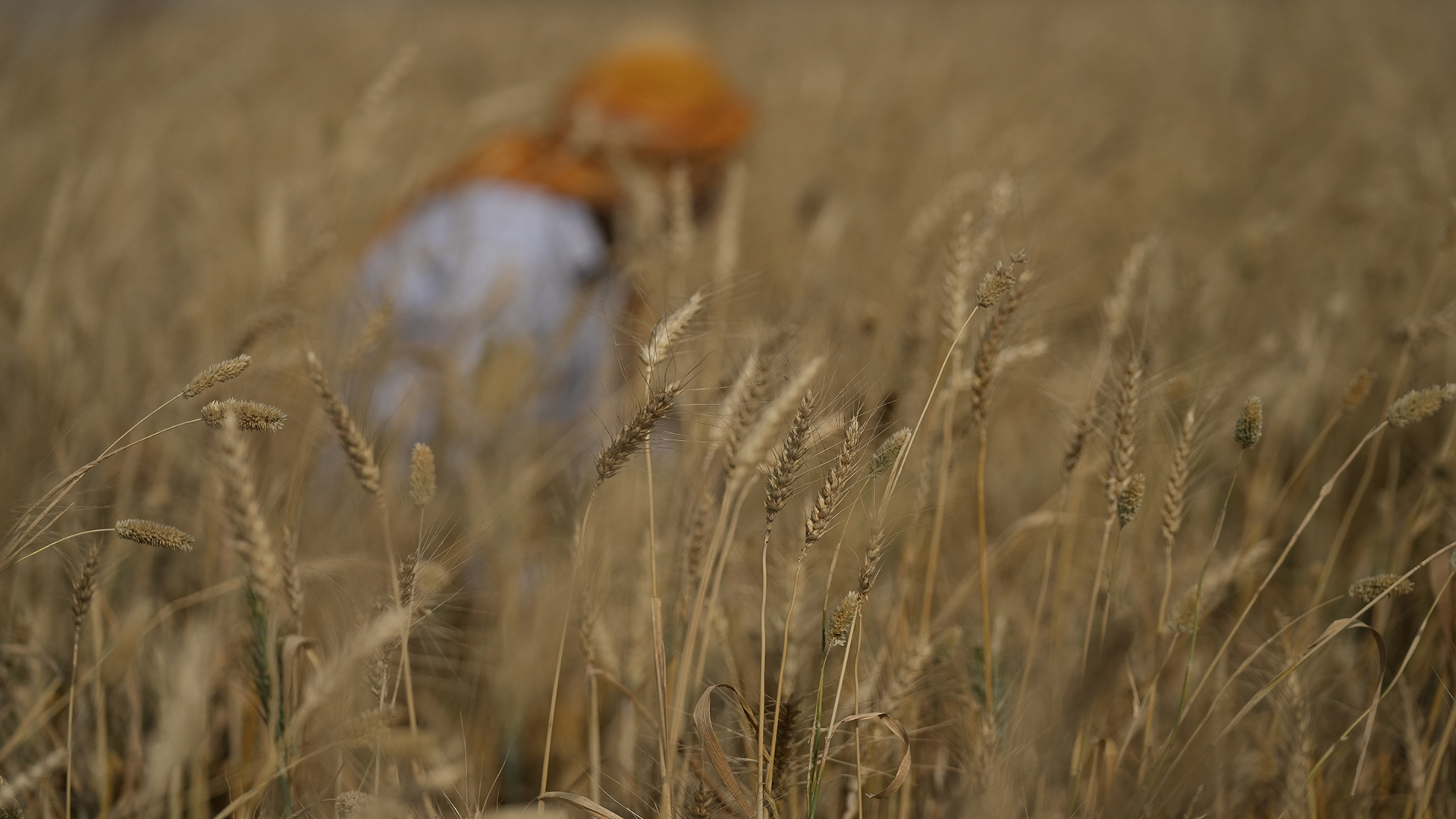 Wegen Exportverbot in Indien: Weizenpreis steigt auf neuen Rekord