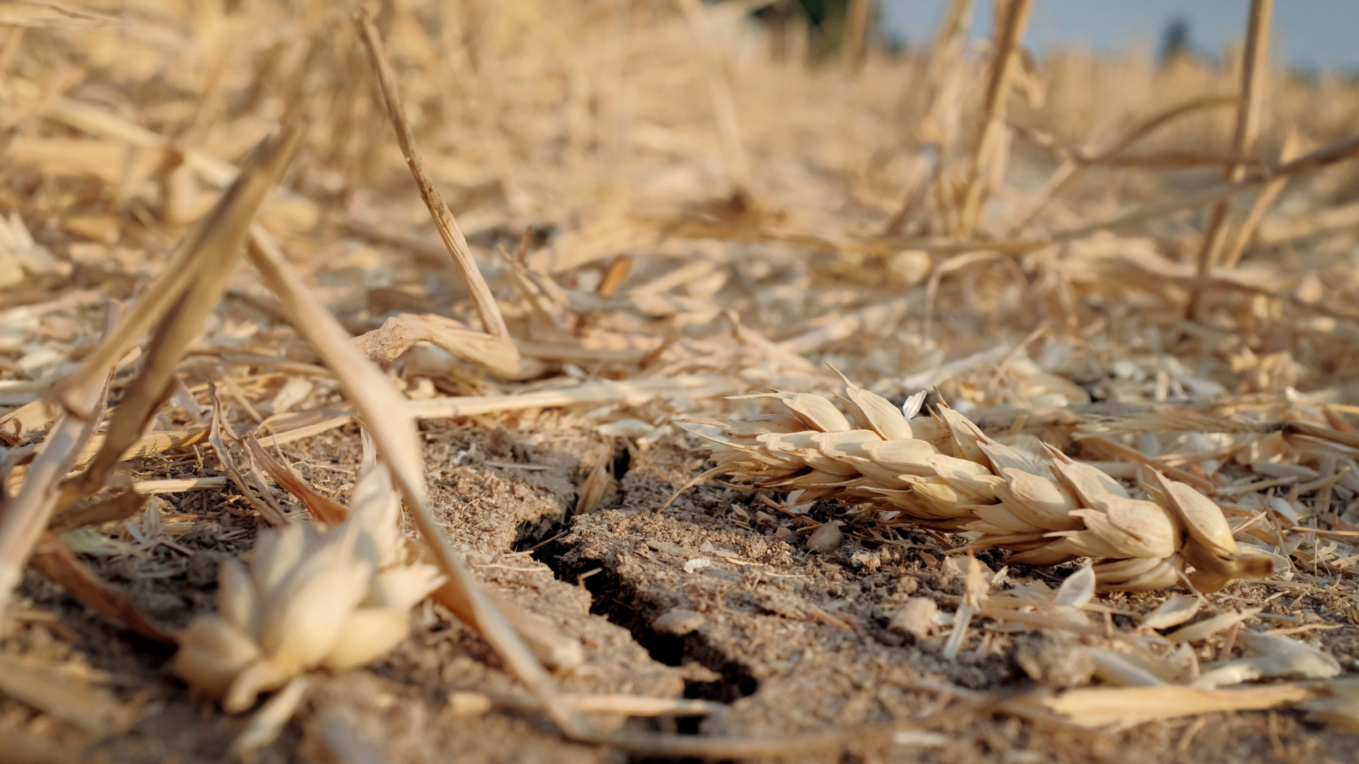 Ein Riss geht durch die vertrocknete Erde eines Weizenfeldes.