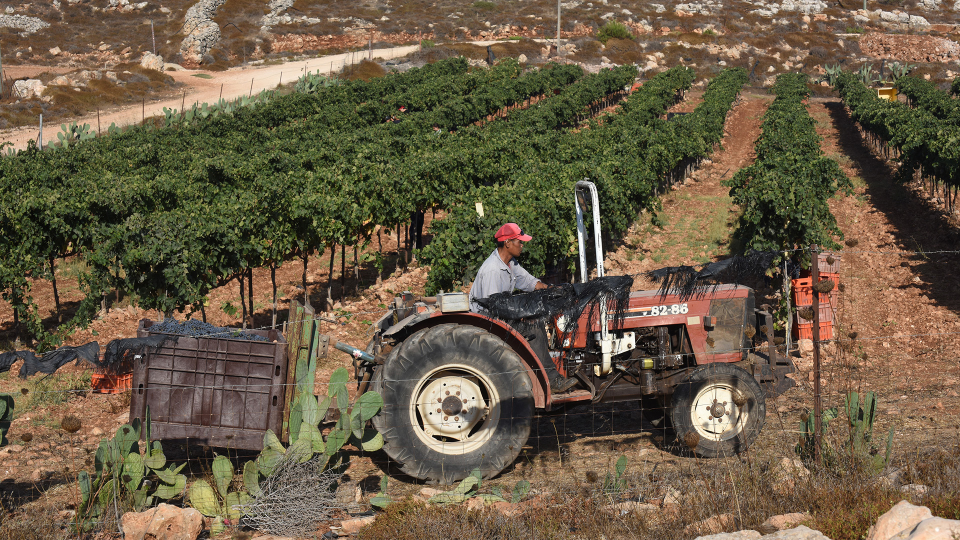 Ein ausländischer Arbeiter zieht einen Container mit Trauben in einem Weinanbaugebiet in Ofra, Westjordanland