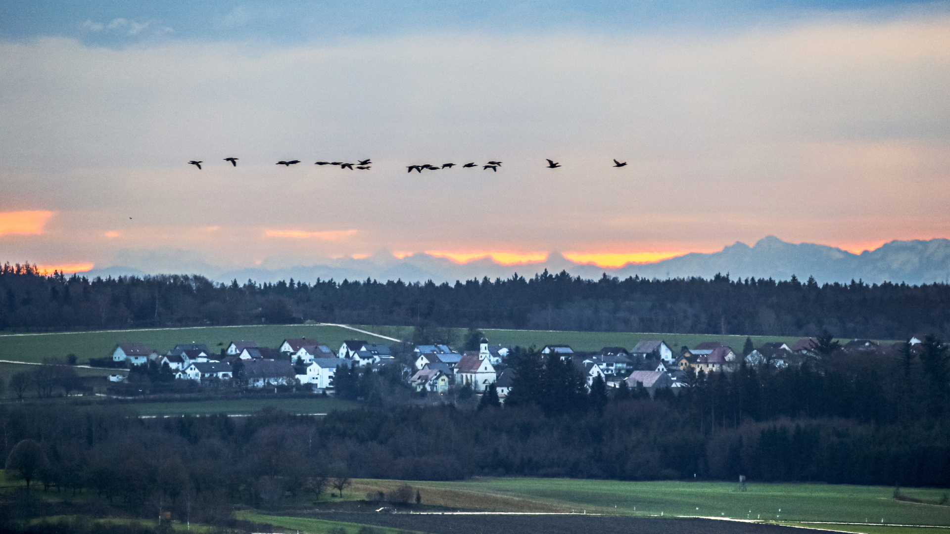 Ein Schwarm Gänse fliegt kurz nach Sonnenaufgang über das Dorf Ahlen in Oberschwaben | dpa