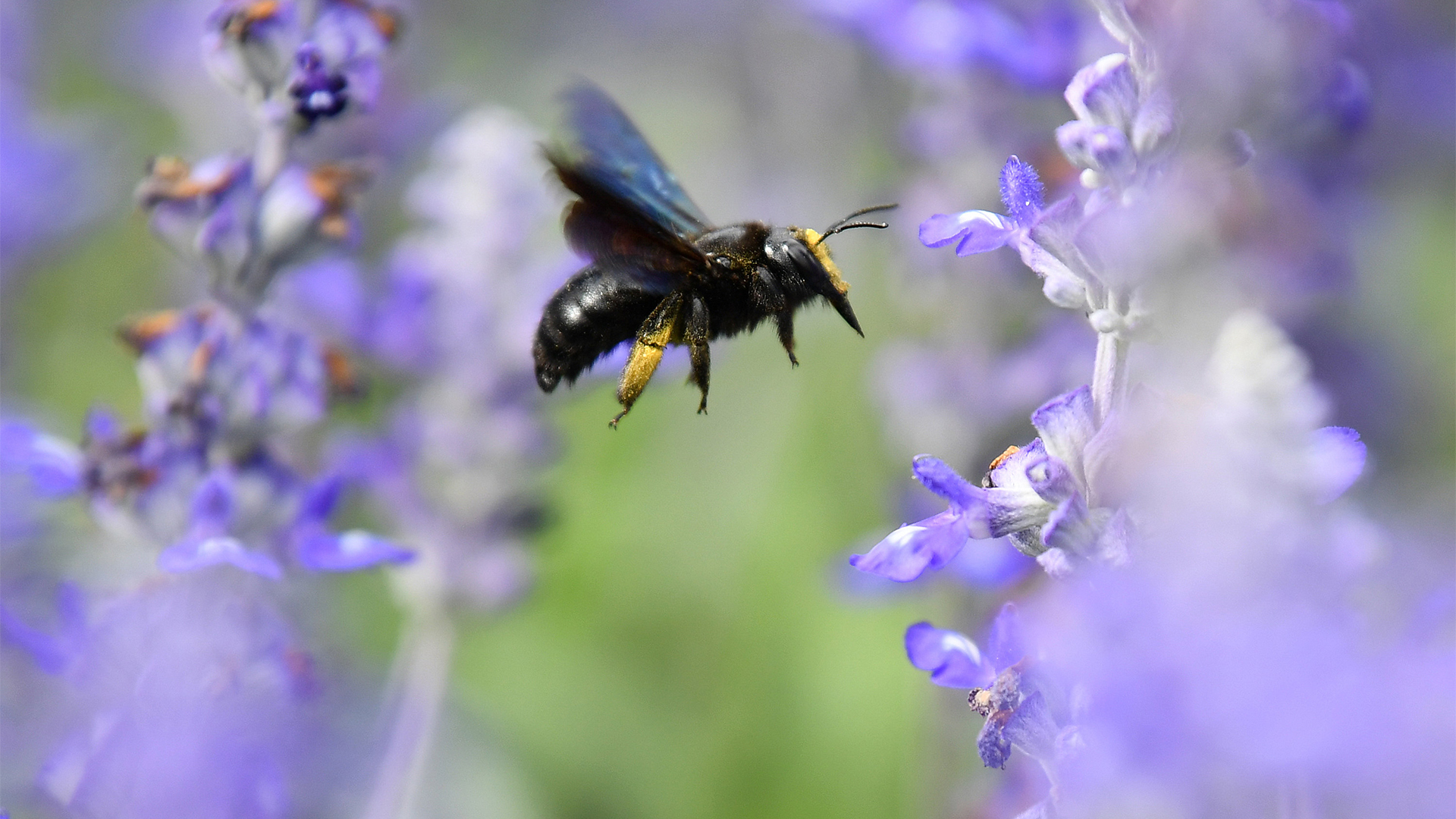 Eine Wildbiene fliegt zwischen Blüten | dpa