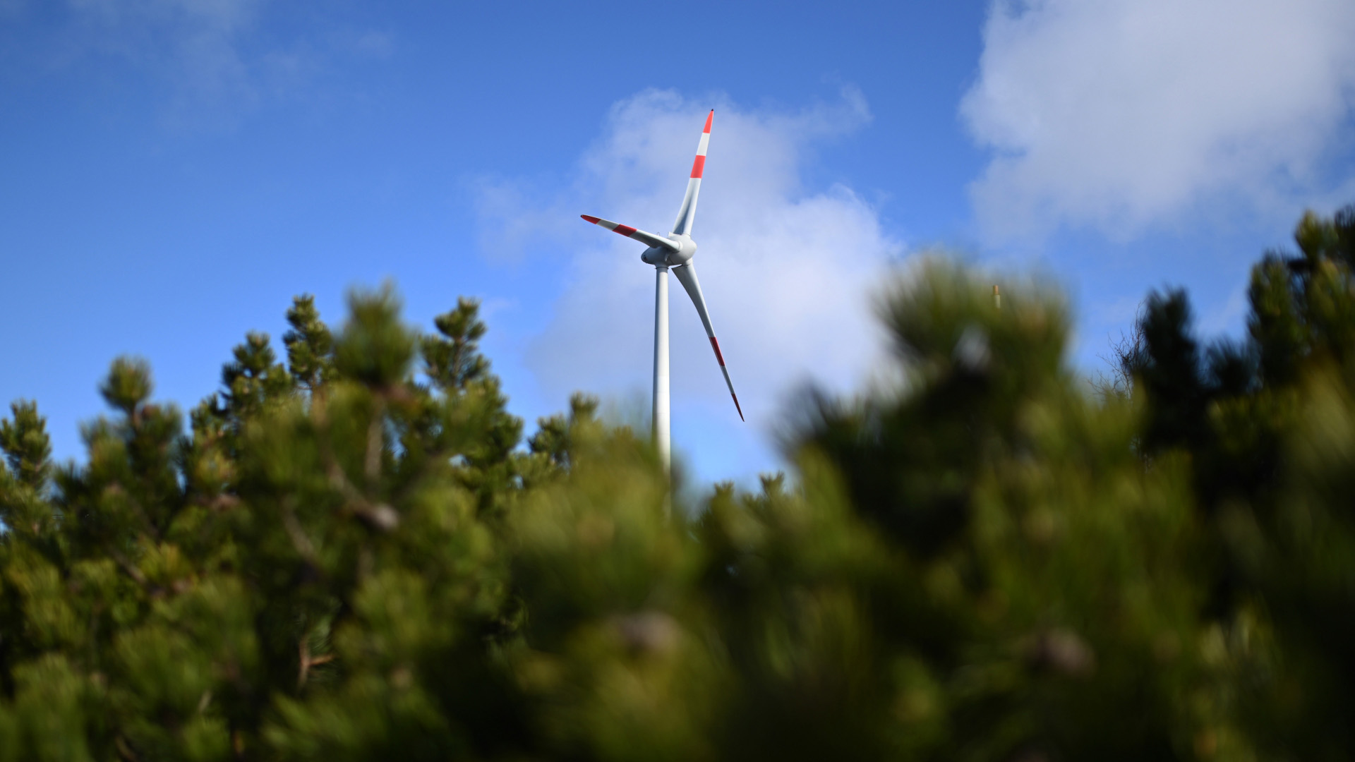 Ein pauschales Verbot von Windkraft im Wald ist verfassungswidrig