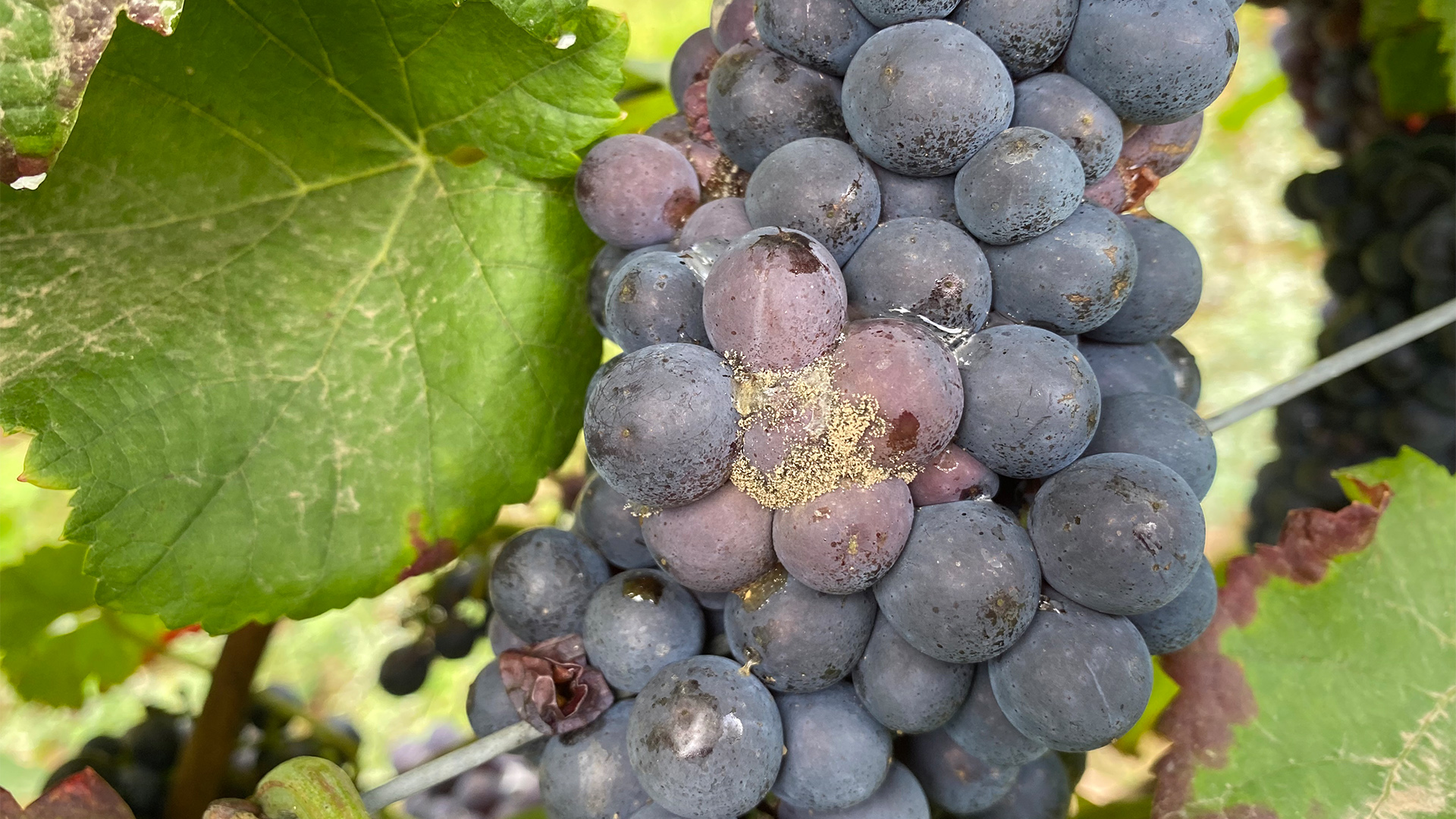 An Weintrauben ist Schimmel zu erkennen. | HR/Jacob Schaumann