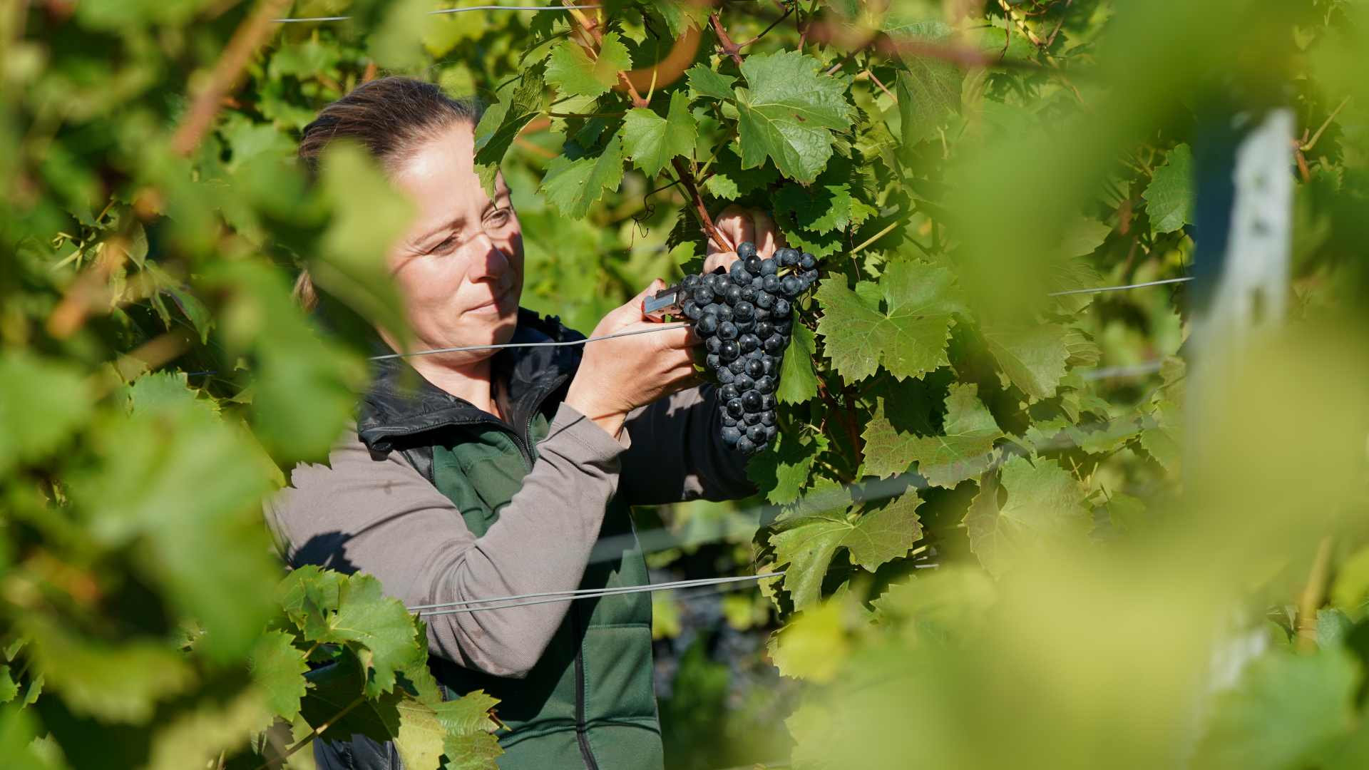 Weinbäuerin in Sachsen-Anhalt bei der Ernte | dpa