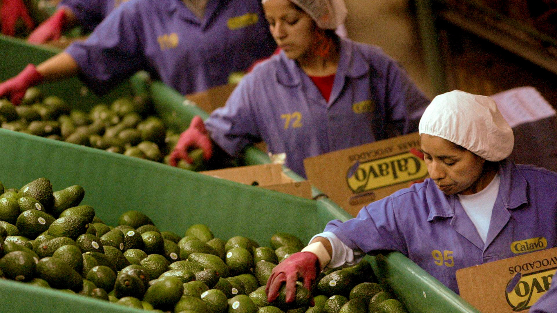 Arbeiterinnen sortieren Avocados in Transportkisten. | dpa