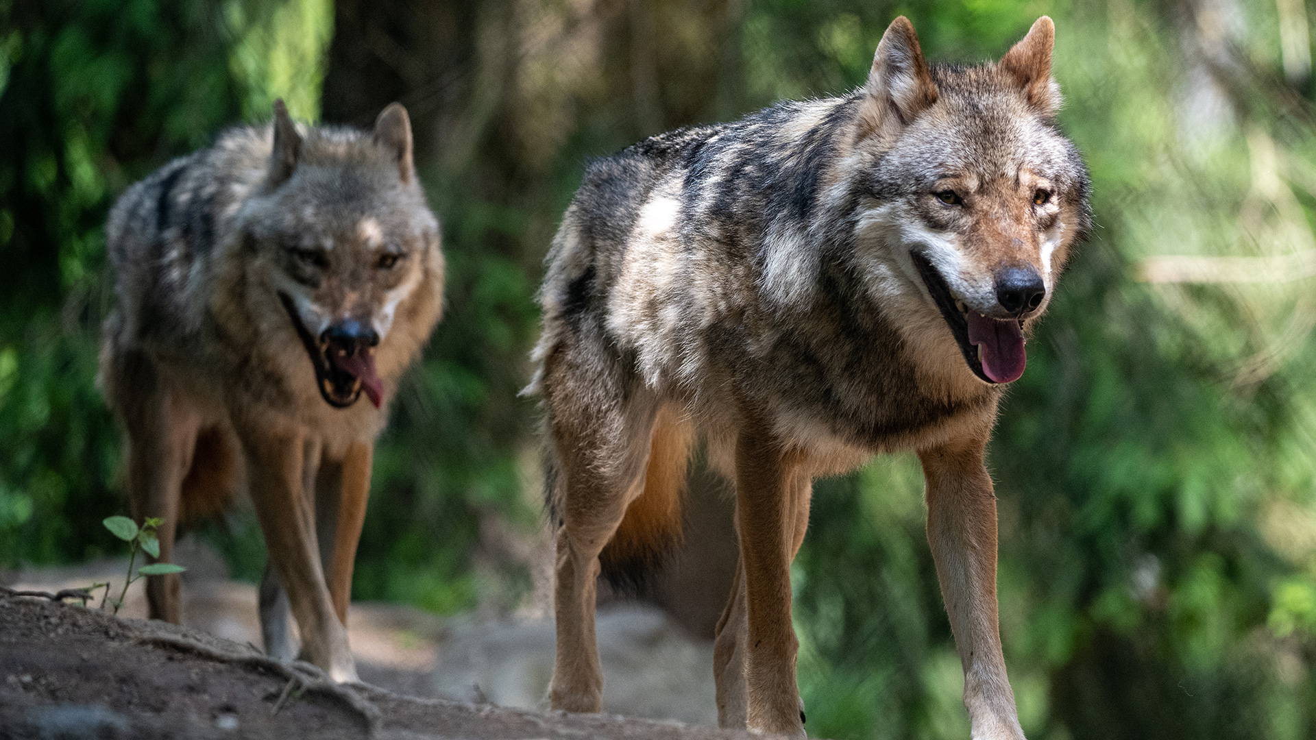 Bayern, Lohberg: Wölfe spazieren im Bayerwald-Tierpark in Lohberg durch das Gehege. | dpa
