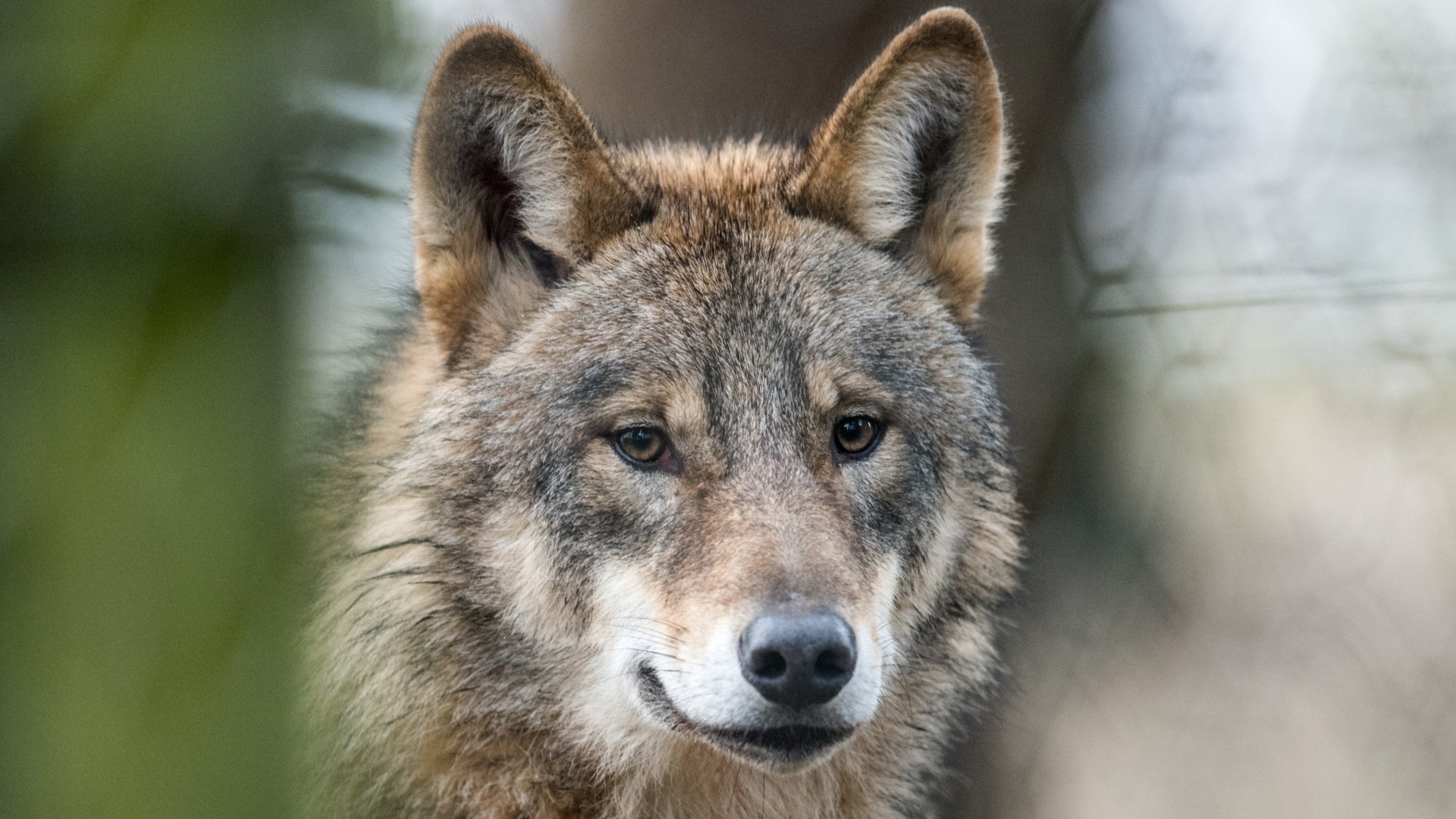 Wolf | Bildquelle: dpa