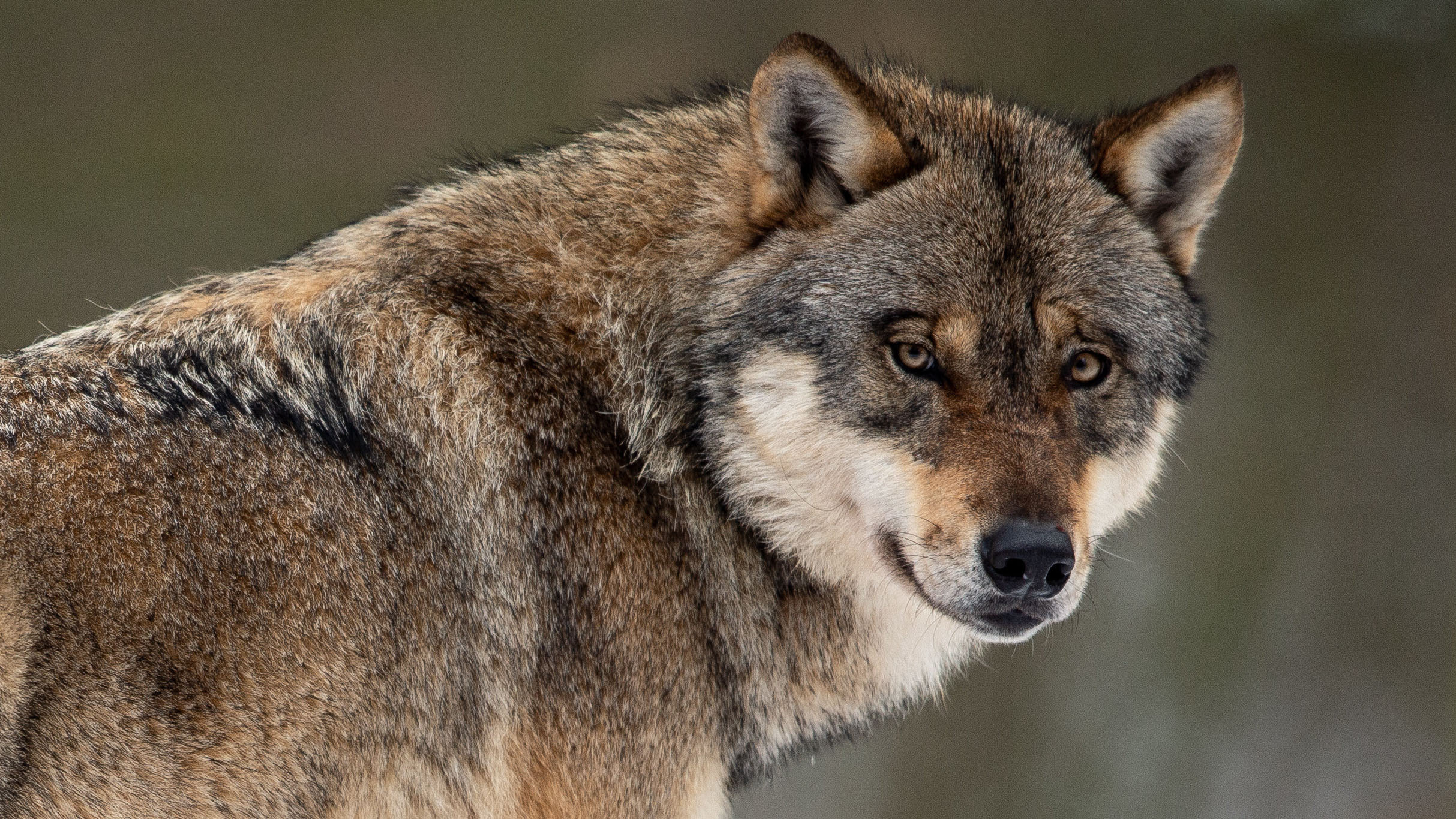 Wölfe breiten sich in Deutschland weiter aus
