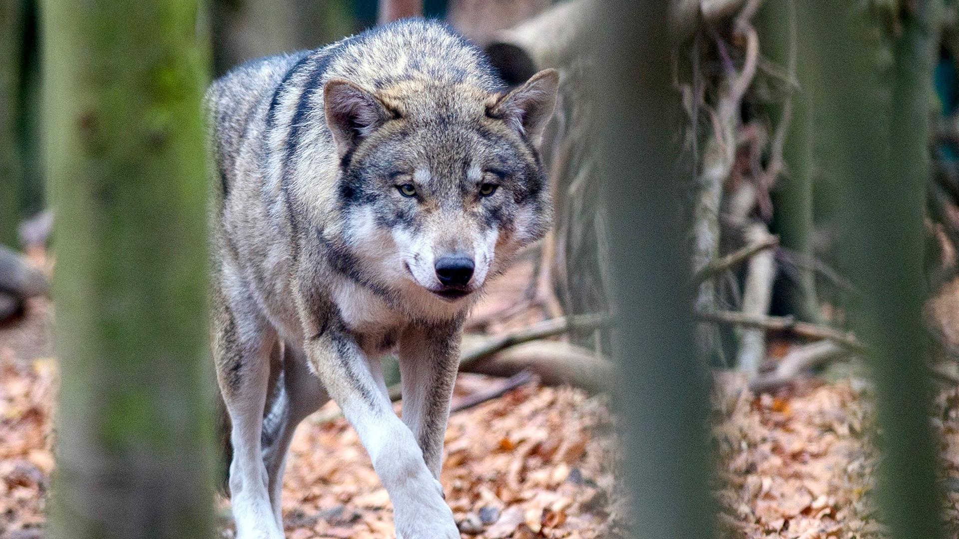 Ein Wolf streift im Tierpark Hexentanzplatz durch ein  Freigehege in Sachsen-Anhalt.